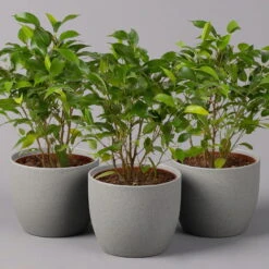 Birkenfeige 'Natasja', Topf 12 Cm Ø, Höhe Ca. 25cm, 3er-Set