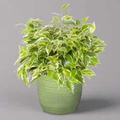 Birkenfeige 'Kinky' In Keramiktopf Bergamo Grün, Topf-Ø 12 Cm, Höhe Ca. 26 Cm