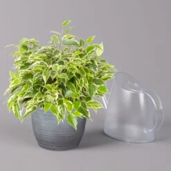 Birkenfeige 'Kinky' In Keramiktopf Bergamo Grau, Topf-Ø 12 Cm, Höhe Ca. 26 Cm -Garten Sicht Verkäufe 0223100092 Ficus benj Kinky in Uebertopf Bergamo grau 3