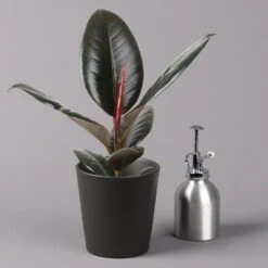 Gummibaum 'Robusta' In Topf Anthrazit, Topf-Ø 12 Cm, Höhe Ca. 40-45cm, 3er-Set -Garten Sicht Verkäufe 0223200061 Ficus el Robusta Dallas anthrazit 3er Set 32