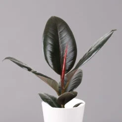 Gummibaum 'Robusta' In Topf Weiß, Topf-Ø 12 Cm, Höhe Ca. 40-45 Cm, 2er-Set -Garten Sicht Verkäufe 0223200073 Ficus el Robusta Dallas weiss 2
