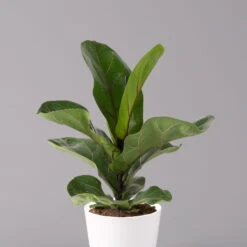 Geigenfeige 'Bambino', Topf-Ø 12 Cm, Mit Übertopf Weiß, Höhe Ca. 30 Cm, 3er-Set -Garten Sicht Verkäufe 0223300041 Ficus lyr Bambino im Topf Dallas weiss 2