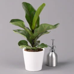 Geigenfeige 'Bambino', Topf-Ø 12 Cm, Mit Übertopf Weiß, Höhe Ca. 30 Cm, 3er-Set -Garten Sicht Verkäufe 0223300041 Ficus lyr Bambino im Topf Dallas weiss 3