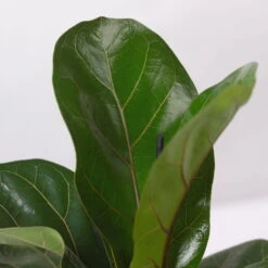 Geigenfeige 'Bambino', Topf-Ø 12 Cm, Mit Übertopf Dallas Weiß, Höhe Ca.30 Cm -Garten Sicht Verkäufe 0223300043 Ficus lyr Bambino im Topf Dallas weiss 4