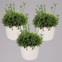 Rhipsalis In Dekotopf 'Honey', Topf-Ø 6 Cm, 3er-Set