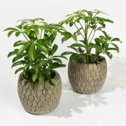 Schefflera In Übertopf 'Marrakesh', Topf-Ø 9 Cm, 2er-Set