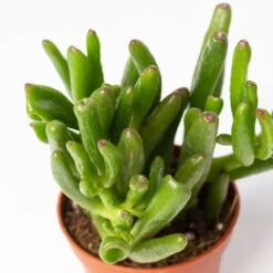 Sukkulenten Im Dekotopf 'Glazed Pink', Verschiedene Arten, Topf-Ø 6 Cm, 3er-Set -Garten Sicht Verkäufe 0225200733 Sukkulenten Set in Topf Scandic terrac 3er Set 10 1