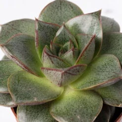 Sukkulenten Im Dekotopf 'Glazed Pink', Verschiedene Arten, Topf-Ø 6 Cm, 3er-Set -Garten Sicht Verkäufe 0225200733 Sukkulenten Set in Topf Scandic terrac 3er Set 11 1