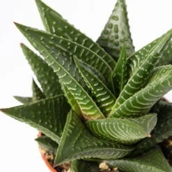 Mini-Sukkulenten Im Dekotopf 'Scandic Terracotta', Topf-Ø 6 Cm, 3er-Set -Garten Sicht Verkäufe 0225200733 Sukkulenten Set in Topf Scandic terrac 3er Set 12