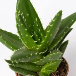 Mini-Sukkulenten Im Dekotopf 'Scandic Terracotta', Topf-Ø 6 Cm, 3er-Set -Garten Sicht Verkäufe 0225200733 Sukkulenten Set in Topf Scandic terrac 3er Set 13