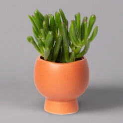 Mini-Sukkulenten Im Dekotopf 'Scandic Terracotta', Topf-Ø 6 Cm, 3er-Set -Garten Sicht Verkäufe 0225200733 Sukkulenten Set in Topf Scandic terrac 3er Set 2