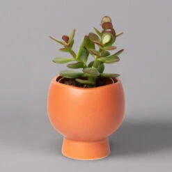 Mini-Sukkulenten Im Dekotopf 'Scandic Terracotta', Topf-Ø 6 Cm, 3er-Set -Garten Sicht Verkäufe 0225200733 Sukkulenten Set in Topf Scandic terrac 3er Set 3