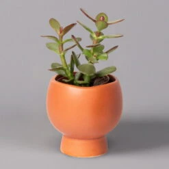 Mini-Sukkulenten Im Dekotopf 'Scandic Terracotta', Topf-Ø 6 Cm, 3er-Set -Garten Sicht Verkäufe 0225200733 Sukkulenten Set in Topf Scandic terrac 3er Set 4