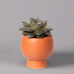 Mini-Sukkulenten Im Dekotopf 'Scandic Terracotta', Topf-Ø 6 Cm, 3er-Set -Garten Sicht Verkäufe 0225200733 Sukkulenten Set in Topf Scandic terrac 3er Set 6