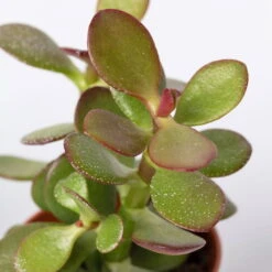 Mini-Sukkulenten Im Dekotopf 'Scandic Terracotta', Topf-Ø 6 Cm, 3er-Set -Garten Sicht Verkäufe 0225200733 Sukkulenten Set in Topf Scandic terrac 3er Set 9