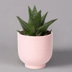 Sukkulenten Im Dekotopf 'Glazed Pink', Verschiedene Arten, Topf-Ø 6 Cm, 3er-Set -Garten Sicht Verkäufe 0225200736 Sukkulenten Set in Topf Glazed Pink 3er Set 3