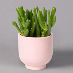 Sukkulenten Im Dekotopf 'Glazed Pink', Verschiedene Arten, Topf-Ø 6 Cm, 3er-Set -Garten Sicht Verkäufe 0225200736 Sukkulenten Set in Topf Glazed Pink 3er Set 6