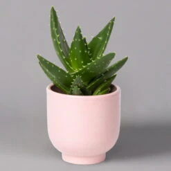 Sukkulenten Im Dekotopf 'Glazed Pink', Verschiedene Arten, Topf-Ø 6 Cm, 3er-Set -Garten Sicht Verkäufe 0225200736 Sukkulenten Set in Topf Glazed Pink 3er Set 7