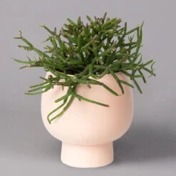 Korallenkaktus Im Dekotopf 'Scandic Nude', In Sorten, Topf-Ø 9 Cm, 2er-Set -Garten Sicht Verkäufe 0225200740 Rhipsalis Set in Topf Scandic nude 2er Set 3