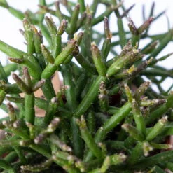 Korallenkaktus Im Dekotopf 'Viking Terracotta', In Sorten, Topf-Ø 9 Cm, 2er-Set -Garten Sicht Verkäufe 0225200740 Rhipsalis Set in Topf Scandic nude 2er Set 4