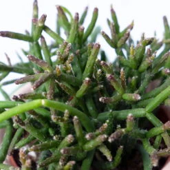 Korallenkaktus Im Dekotopf 'Scandic Nude', In Sorten, Topf-Ø 9 Cm, 2er-Set -Garten Sicht Verkäufe 0225200740 Rhipsalis Set in Topf Scandic nude 2er Set 5 1