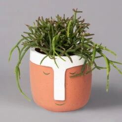 Korallenkaktus Im Dekotopf 'Viking Terracotta', In Sorten, Topf-Ø 9 Cm, 2er-Set -Garten Sicht Verkäufe 0225200744 Rhipsalis Set in Topf Viking terracotta 2er Set 2