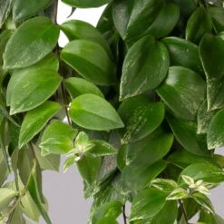 Panaschierte Schamblume, In Blumenampel, Topf-Ø 14 Cm, Höhe Ca. 30 Cm -Garten Sicht Verkäufe 0230100137 Aeschynanthus variegata 1 3 117818