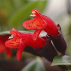 Schamblume 'Red Star', In Blumenampel, Topf-Ø 14 Cm -Garten Sicht Verkäufe 0230100144 0230200127 Aeschynanthus 115639