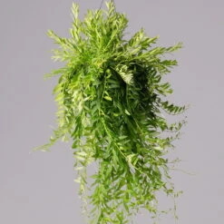 Schamblume In Blumenampel, Topf-Ø 15 Cm, Höhe Ca. 25 Cm -Garten Sicht Verkäufe 0230200127 Aeschynanthus Japhrolepis T15 2 2 116135