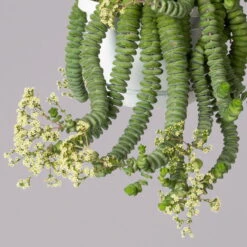 Felsen-Dickblatt 'Hottentot', In Ampeltopf, Topf-Ø 14 Cm -Garten Sicht Verkäufe 0230200325 Crassula Marnieriana Hottentot Ampel 1 4 117824