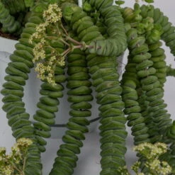 Felsen-Dickblatt 'Hottentot', In Ampeltopf, Topf-Ø 14 Cm -Garten Sicht Verkäufe 0230200325 Crassula Marnieriana Hottentot Ampel 2 117160