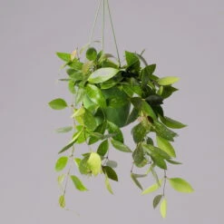 Hoya Memoria, In Blumenampel, Topf-Ø 14 Cm -Garten Sicht Verkäufe 0230200505 Hoya gracilis T14 2 1 116139