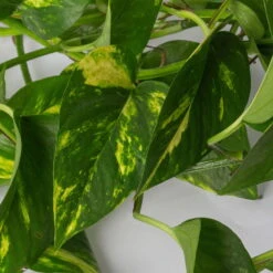 Efeutute, In Ampeltopf, Topf-Ø 18 Cm, Höhe Ca. 35 Cm -Garten Sicht Verkäufe 0230200588 Epipremnum aureum Ampel T18cm H35cm 2 116839