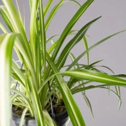 Grünlilie, In Blumenampel, Topf-Ø 14 Cm, Höhe Ca. 50 Cm -Garten Sicht Verkäufe 0230200684 Chlorophytum T14 1 1 116120