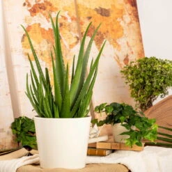 Aloe Vera, Topf-Ø 21 Cm Höhe Ca. 60 Cm -Garten Sicht Verkäufe 025010 Aloe vera1