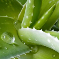 Aloe Vera, Topf-Ø 21 Cm Höhe Ca. 60 Cm -Garten Sicht Verkäufe 0250102346 0250100086 0250102044 0250102126 0250102250 Aloe vera