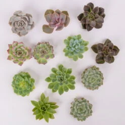 Schnittecheverien-Mix, Ø 5 Cm, 12er-Set