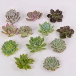 Schnittecheverien-Mix, Ø 5 Cm, 12er-Set -Garten Sicht Verkäufe 0250103006 Schnittecheverien 12er Set WS 2