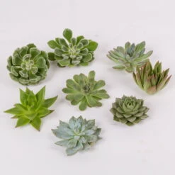 Schnittecheverien-Mix, Ø 8 Cm, 8er-Set -Garten Sicht Verkäufe 0250103007 Schnittecheverien 8er Set WS 2