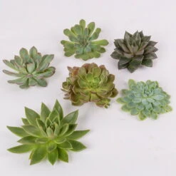 Schnittecheverien-Mix, Ø 10 Cm, 6er-Set -Garten Sicht Verkäufe 0250103008 Schnittecheverien 6er Set WS 2