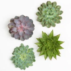 Schnittecheverien-Mix, Ø 12 Cm, 4er-Set -Garten Sicht Verkäufe 0250103009 Schnittecheverien 4er Set 12 cm WS 2