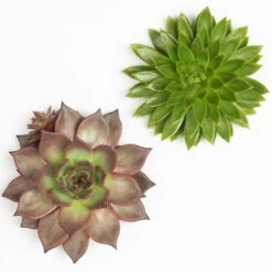 Schnittecheverien-Mix, Ø 16 Cm, 2er-Set -Garten Sicht Verkäufe 0250103010 Schnittecheverien 2er Set 16 cm WS 2