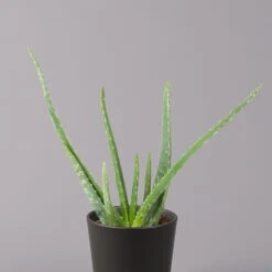 Aloe Vera Mit Keramiktopf Anthrazit, Topf-Ø 12 Cm, Höhe Ca. 20-35 Cm, 3er-Set -Garten Sicht Verkäufe 0250103027 Aloe vera Dallas anthrazit 2