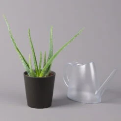 Aloe Vera Mit Keramiktopf Anthrazit, Topf-Ø 12 Cm, Höhe Ca. 20-35 Cm, 3er-Set -Garten Sicht Verkäufe 0250103027 Aloe vera Dallas anthrazit 3