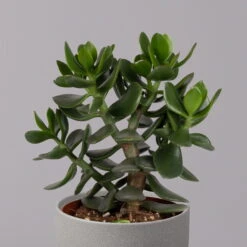 Geldbaum, Verschiedene Formen, Topf-Ø 12 Cm, Höhe Ca. 20 Cm, 3er-Set -Garten Sicht Verkäufe 0250103046 Crassula ovata Sorte nach Verfuegbarkeit 10