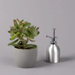 Geldbaum, Verschiedene Formen, Topf-Ø 12 Cm, Höhe Ca. 20 Cm, 3er-Set -Garten Sicht Verkäufe 0250103046 Crassula ovata Sorte nach Verfuegbarkeit 11