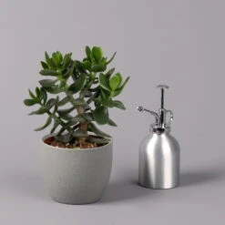 Geldbaum, Verschiedene Formen, Topf-Ø 12 Cm, Höhe Ca. 20 Cm, 3er-Set -Garten Sicht Verkäufe 0250103046 Crassula ovata Sorte nach Verfuegbarkeit 12