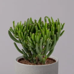 Geldbaum, Verschiedene Formen, Topf-Ø 12 Cm, Höhe Ca. 20 Cm, 3er-Set -Garten Sicht Verkäufe 0250103046 Crassula ovata Sorte nach Verfuegbarkeit 3