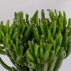 Geldbaum In Keramiktopf Dallas Weiß, Verschiedene Formen, Topf-Ø 12cm, 3er-Set -Garten Sicht Verkäufe 0250103046 Crassula ovata Sorte nach Verfuegbarkeit 4 2