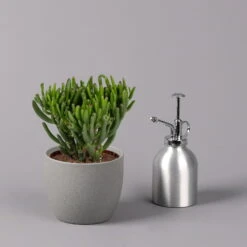 Geldbaum, Verschiedene Formen, Topf-Ø 12 Cm, Höhe Ca. 20 Cm, 3er-Set -Garten Sicht Verkäufe 0250103046 Crassula ovata Sorte nach Verfuegbarkeit 5